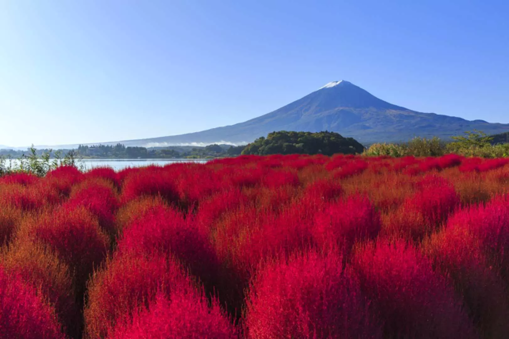Vibrant red kochia fields bloom along Lake Kawaguchiko, creating a stunning autumn landscape with majestic Mount Fuji and the serene lake in the distance, perfect for cycling.