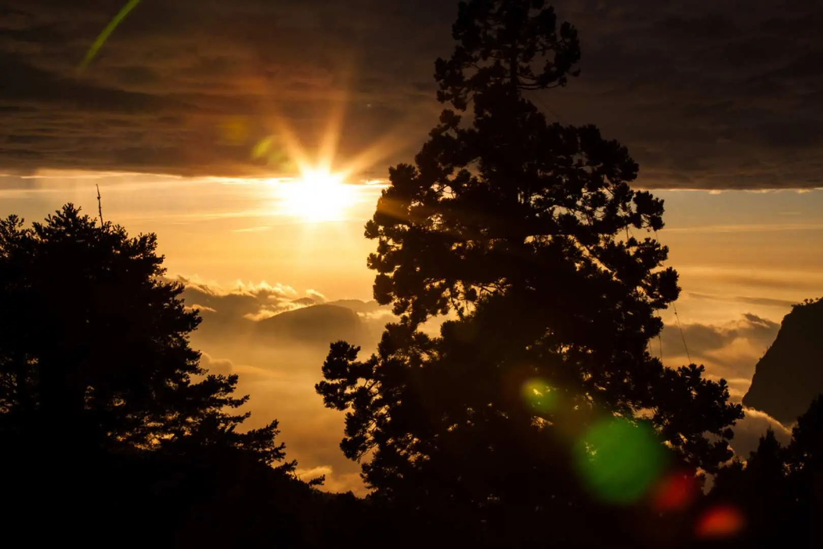 阿里山高聳神木的剪影在日出或日落時分，與金黃色的雲海和耀眼的光芒交織，呈現阿里山壯麗的自然景觀。