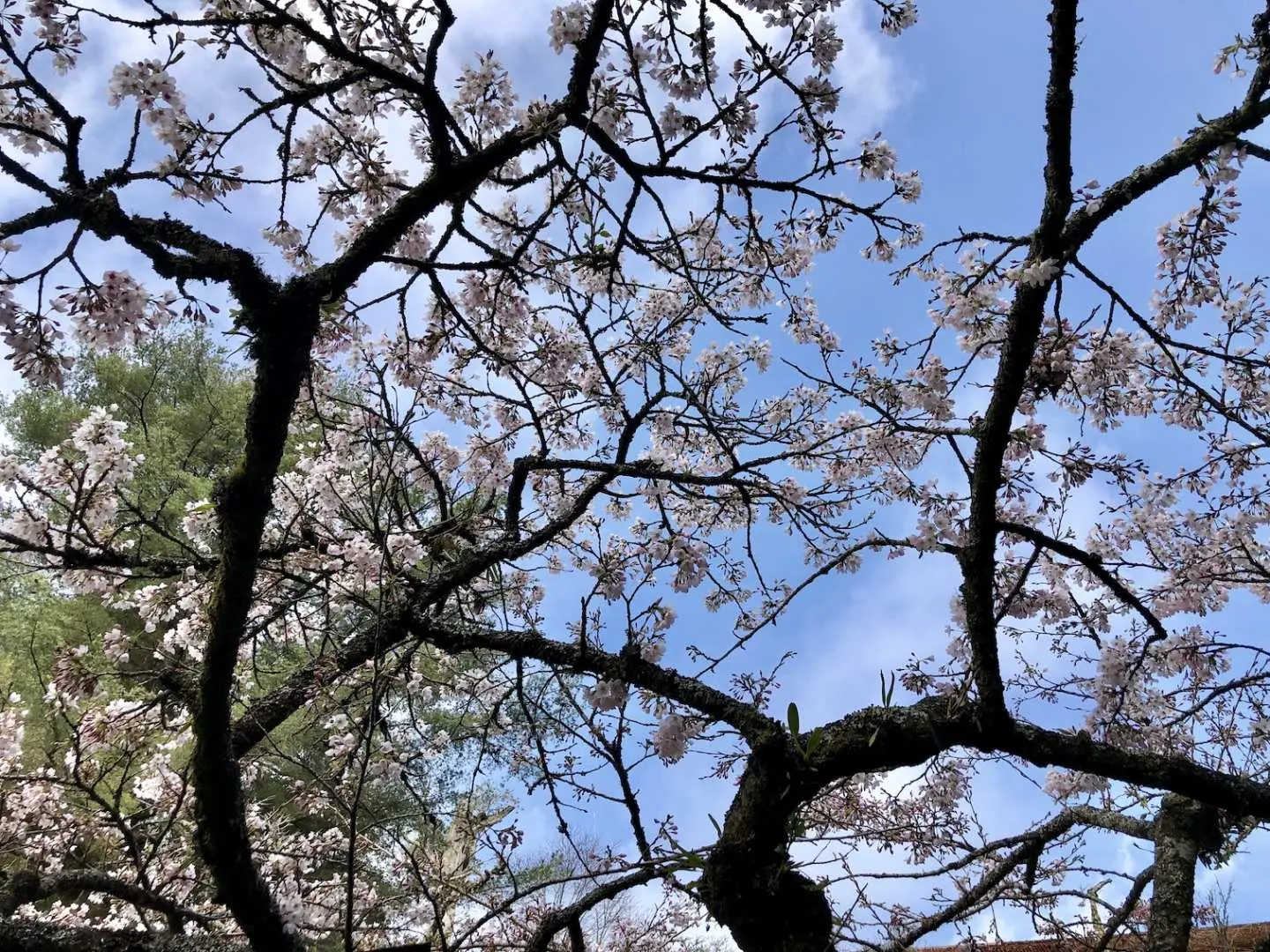 阿里山藍天下的盛開櫻花，粉白花朵佈滿枝頭，展現季節限定的浪漫春色，是阿里山賞櫻必訪美景。