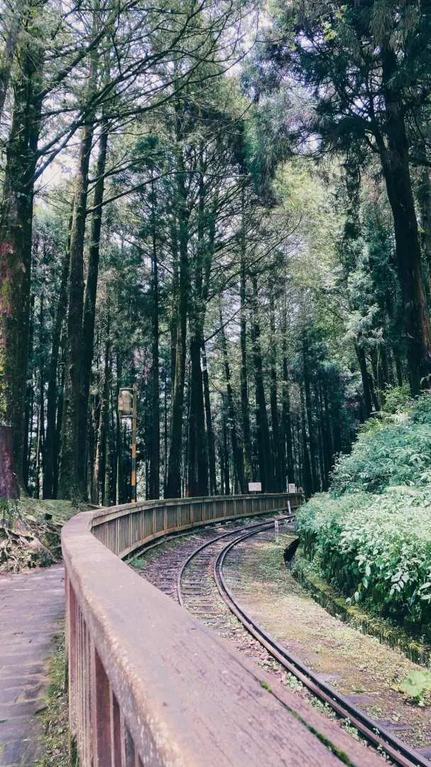 阿里山森林鐵路蜿蜒穿梭於高聳茂密的檜木林中，軌道旁木質護欄引導遊客深入體驗阿里山小火車之旅。