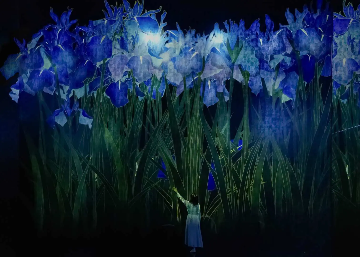 チームラボバイオヴォルテックス京都の「花と人、コントロールできないが共に生きる」展示。幻想的な青いアヤメのデジタル投影に囲まれ、来場者が鑑賞する様子。