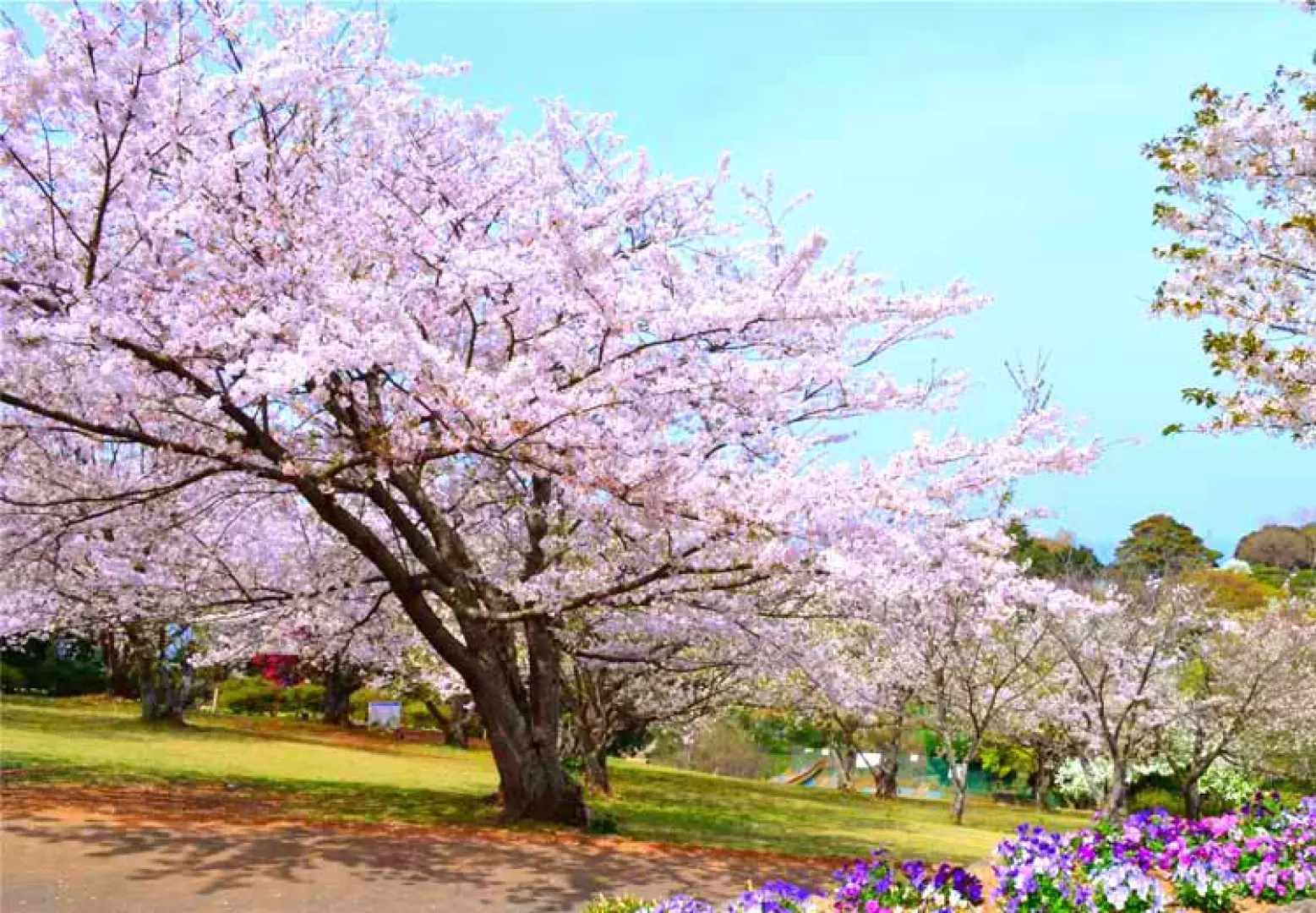 【桃園／福岡〉入●能古島海島公園(賞櫻)〉照●西公園(賞櫻百選名所)〉入●AEON MALL永旺夢樂城購物中心〉福岡】