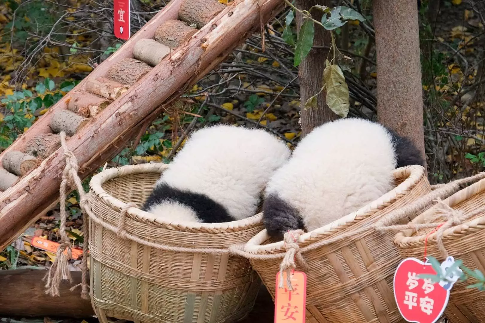 Two adorable baby giant pandas playfully hiding in woven baskets within their cozy enclosure at the Chengdu Research Base, providing a unique view of their daily activities.