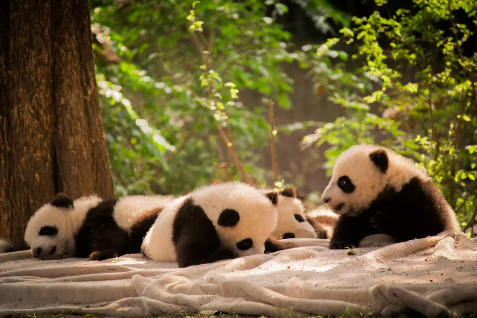 Adorable baby giant pandas resting peacefully under dappled sunlight at the Chengdu Research Base, showcasing the successful breeding program and giving visitors a heartwarming experience.