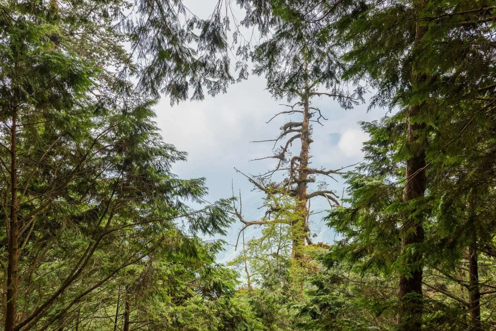 A uniquely shaped thousand-year-old dead tree with gnarled branches standing prominently amidst lush greenery in Yilan's Cilan Divine Tree Garden, showcasing nature's enduring resilience.
