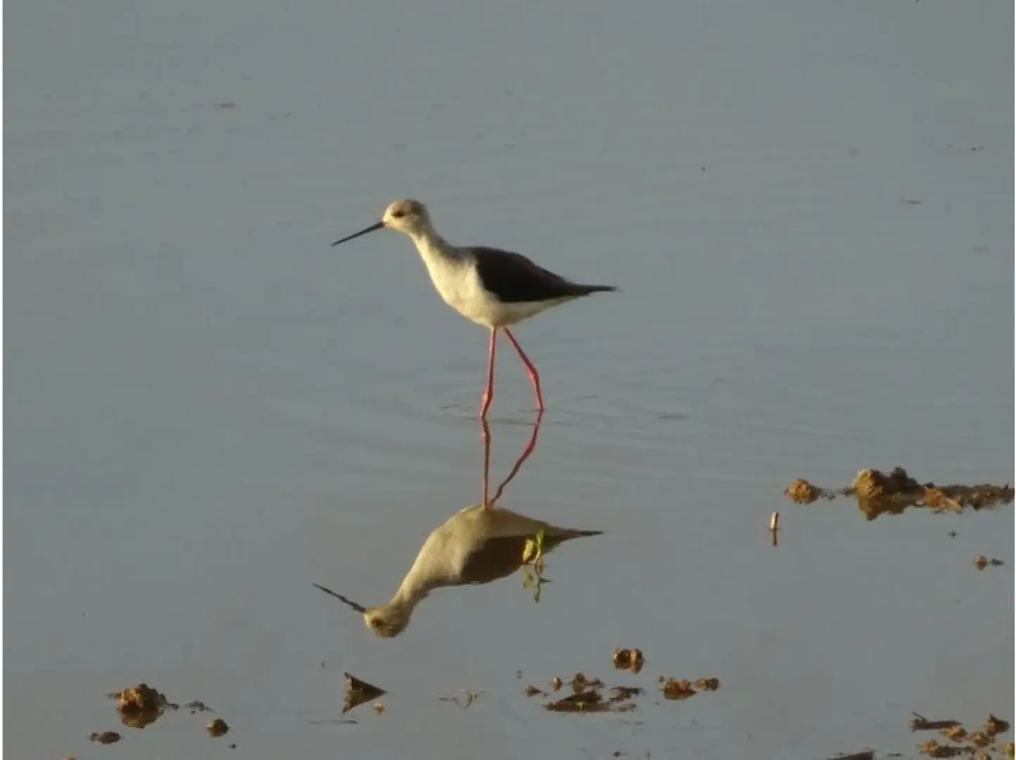 Self-drive birdwatching in Kagoshima, Okinoerabujima, featuring a Black-winged Stilt standing in shallow water, its long red legs beautifully reflected.