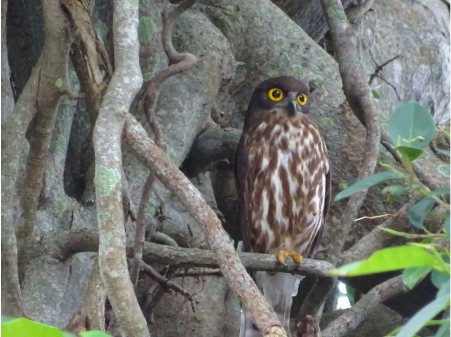 Self-drive birdwatching in Kagoshima, Okinoerabujima, featuring a large yellow-eyed owl perched among ancient tree branches, showcasing unique nocturnal birds.
