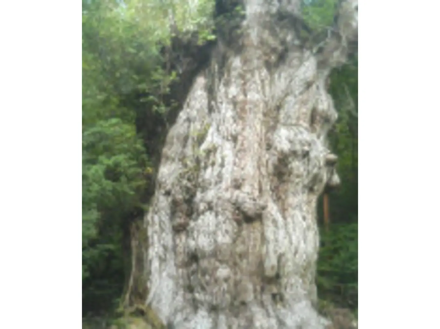 屋久岛绳文雪松古老树木的粗糙树皮特写，呈现独特灰白色纹理与岁月痕迹，见证大自然的鬼斧神工。