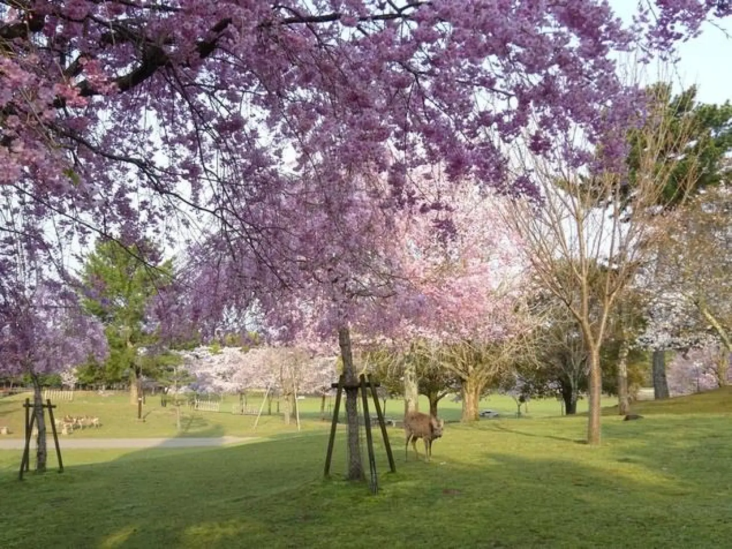 【桃園／關西機場〉入●奈良公園〉入●東大寺】