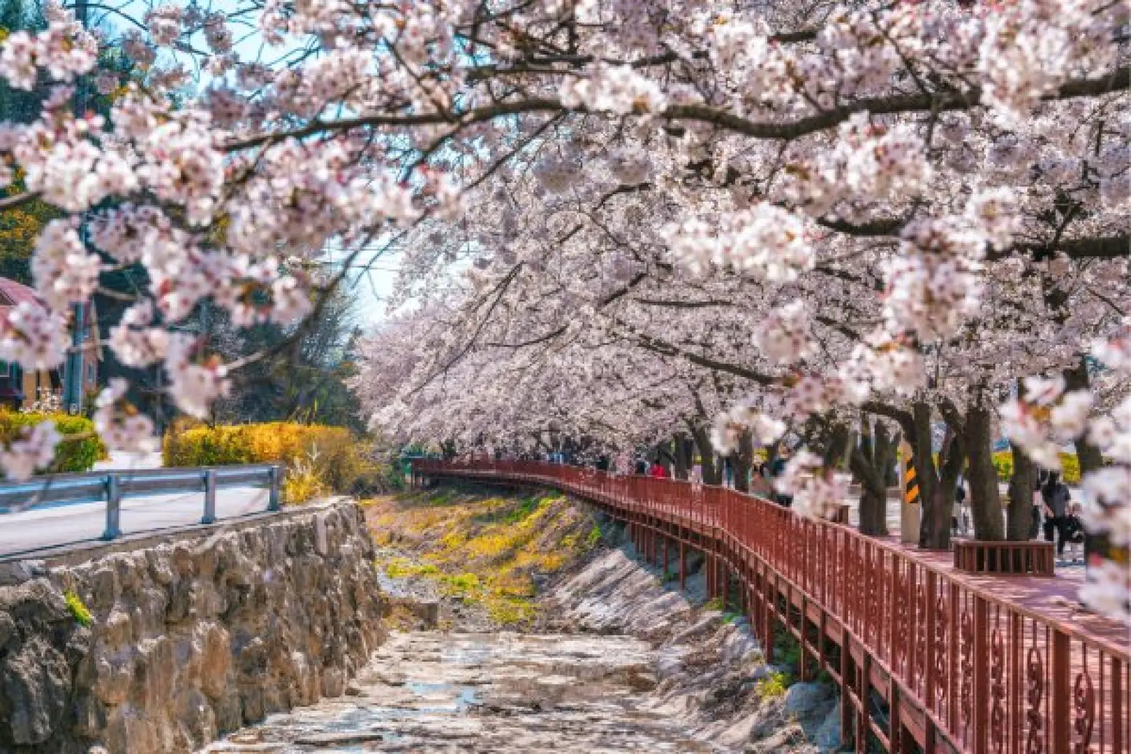 【飯店〉雪嶽山國立公園(含纜車)+新興寺〉南怡島〉加平伊甸園櫻花道〉飯店】