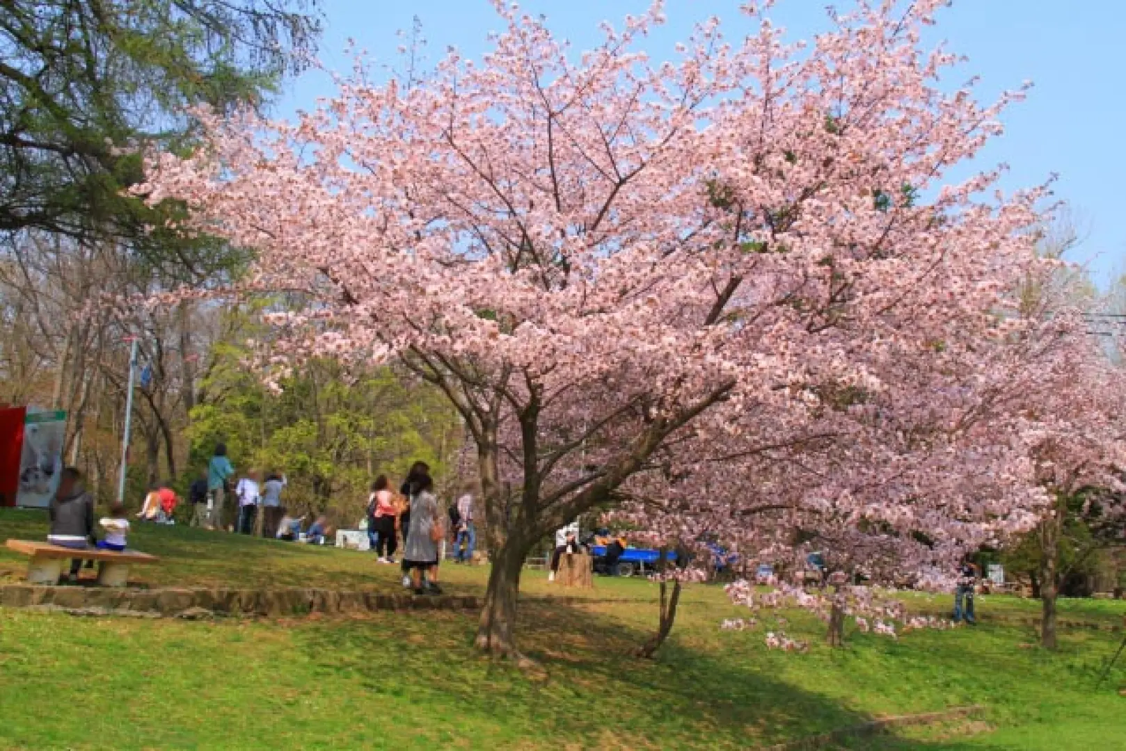 【照●圓山公園(賞櫻4月下旬~5月上旬)〉照●OUTLET購物廣場〉千歲／桃園】