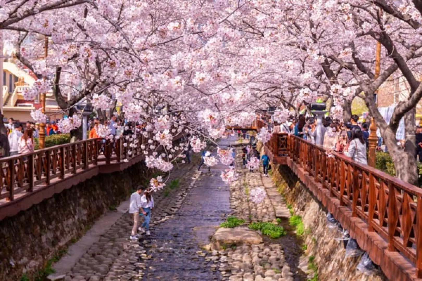 【照●慶和火車站(賞櫻)〉照●鎮海櫻花祭〉照●帝皇山公園(眺望櫻之海)〉照●長福山公園(賞櫻)〉照●余佐川羅曼史橋(櫻之橋)】