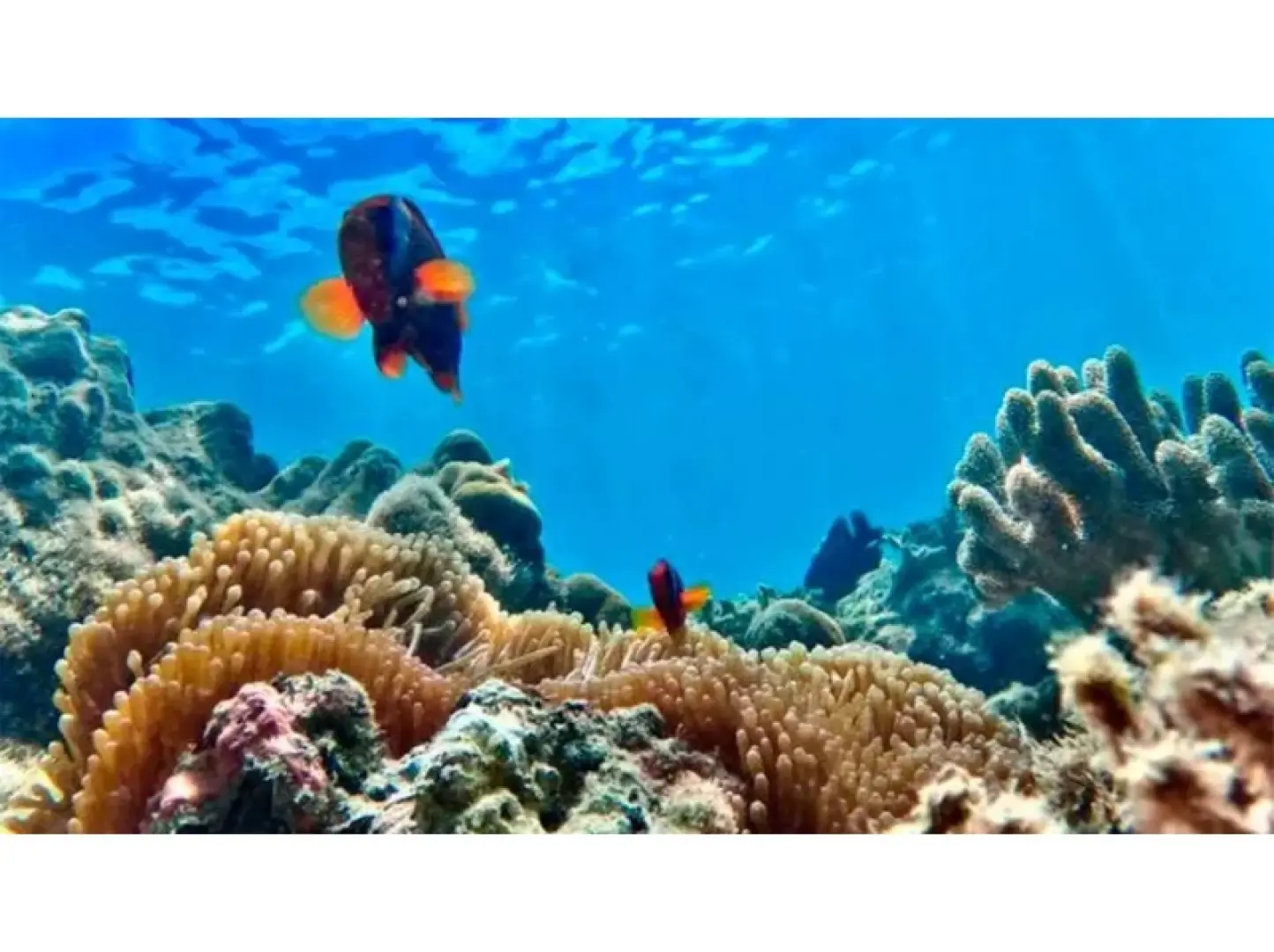 まるで「竜宮城」。海の中はサンゴ畑が広がってるよ♪