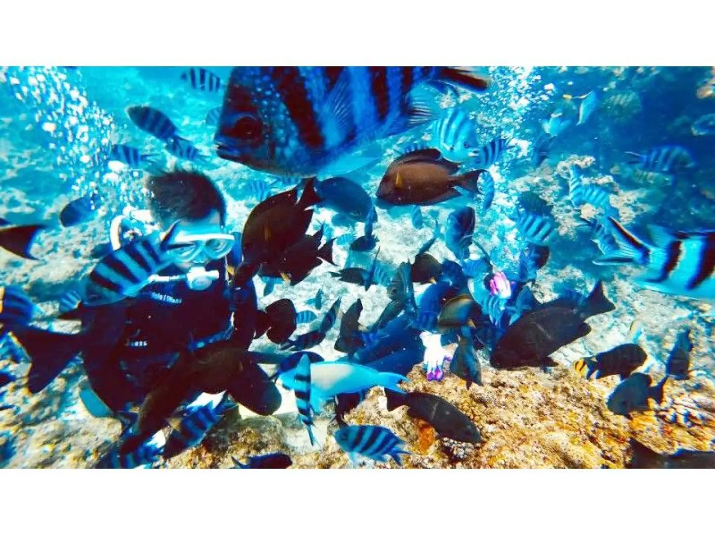 魚が多すぎて、、なんてことも。笑。餌を多くあげすぎると魚が多すぎて写真に自分が映らない？なんてことも。笑