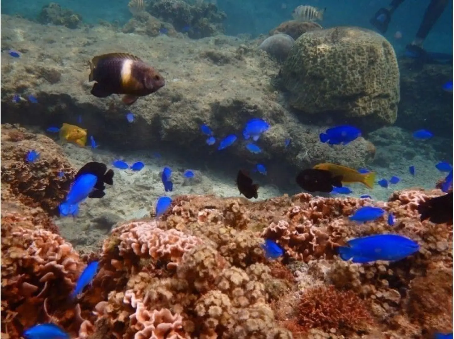 Take a walk underwater with lots of fish♪. Take a walk underwater with lots of fish♪

Once you get used to breathing, practice your balance while swimming on the surface.
The tank is wobbly, so make sure you balance well.
The instructor will pull you underwater little by little, so be sure to equalize your ears if you feel any discomfort.
Even after just a short dive, you'll be greeted by an abundance of tropical fish, including striped, yellow, green, and blue fish.