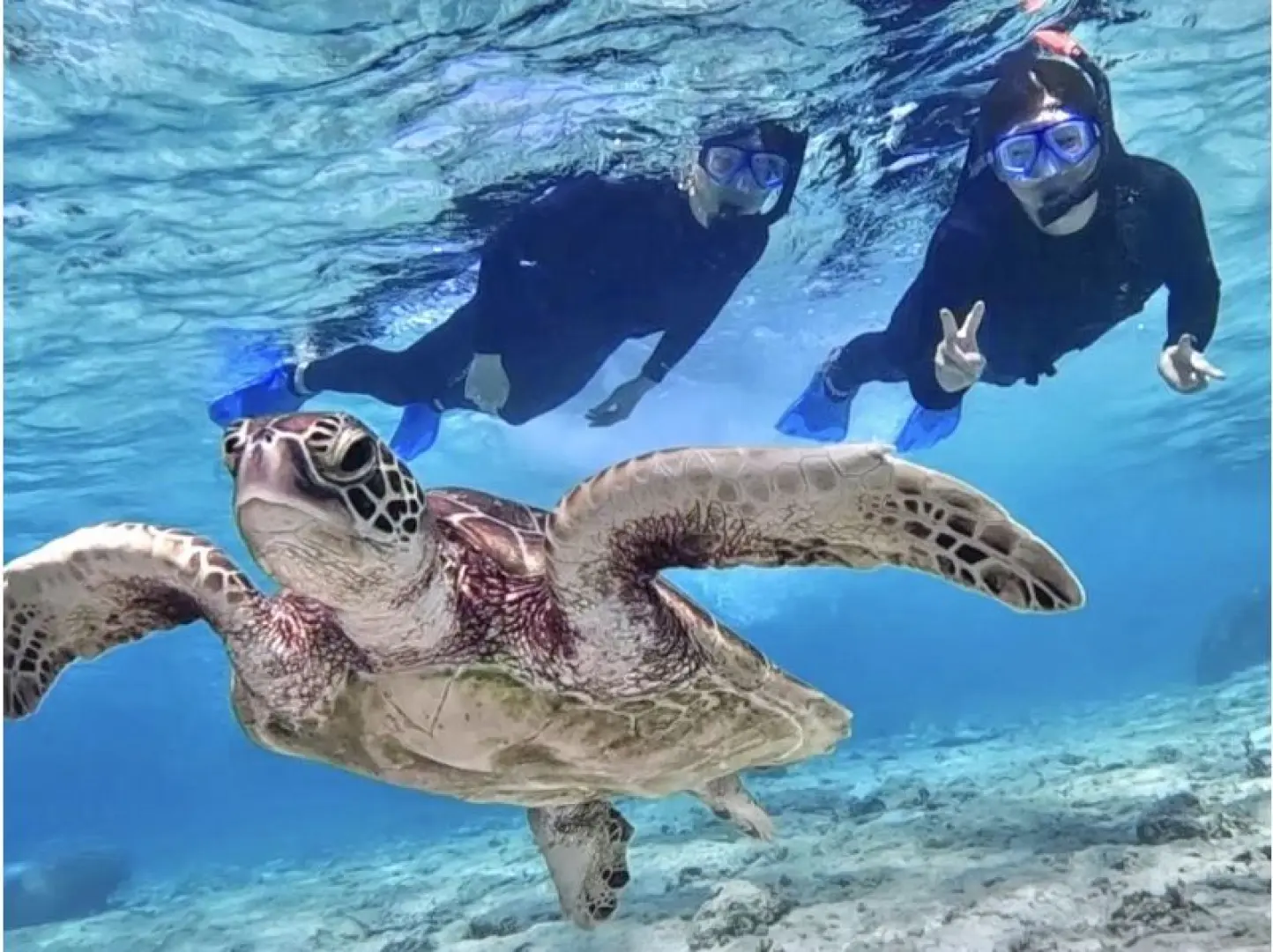 ウミガメシュノーケリング！。海の中の世界を満喫しましょう。