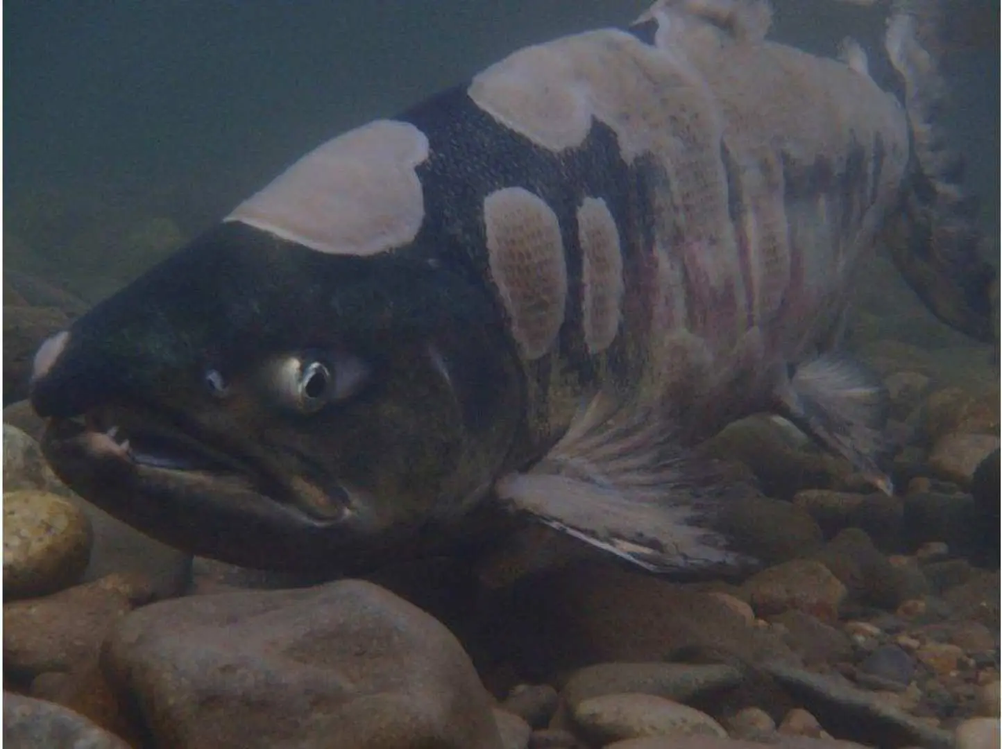 Wild salmon. The salmon run begins in October.