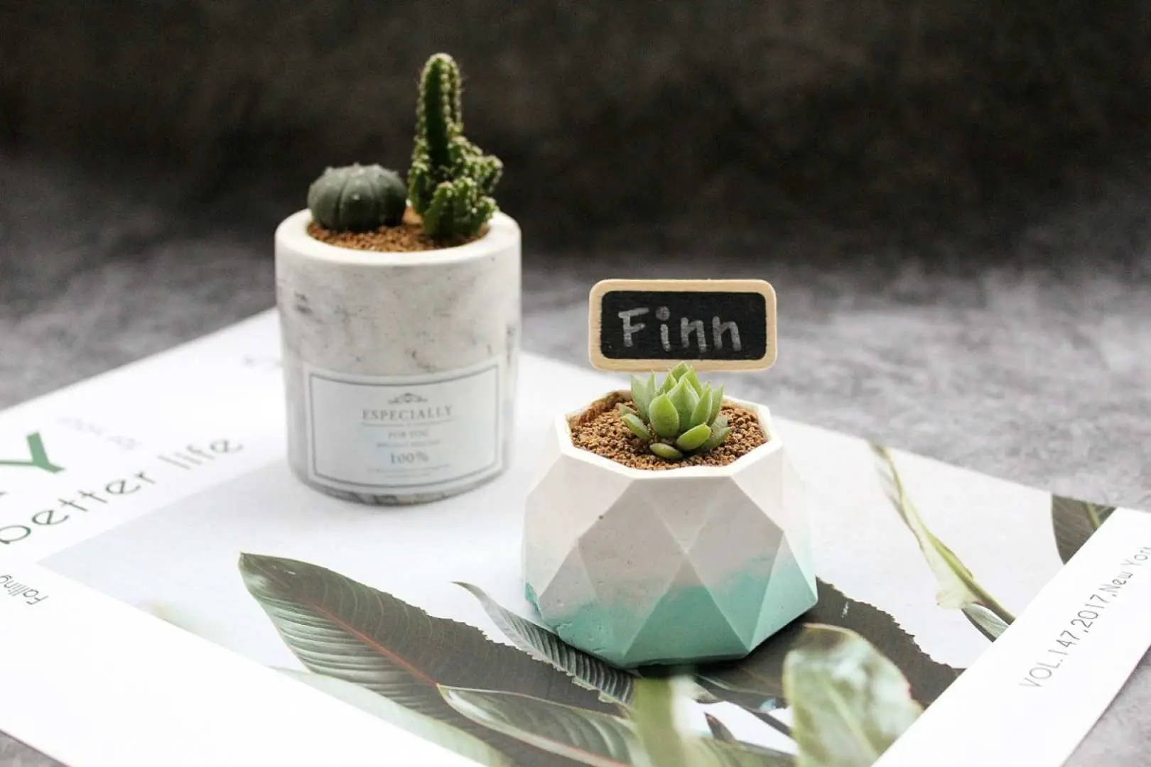 Miniature succulent landscape with colored stone basin