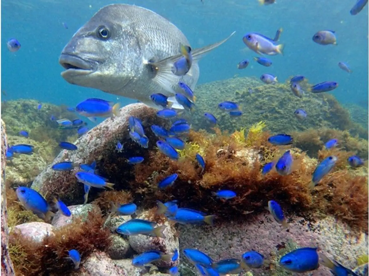 水深1ｍにたくさんの魚たち。黄金崎jはエントリーしてすぐにたくさんの魚がいます