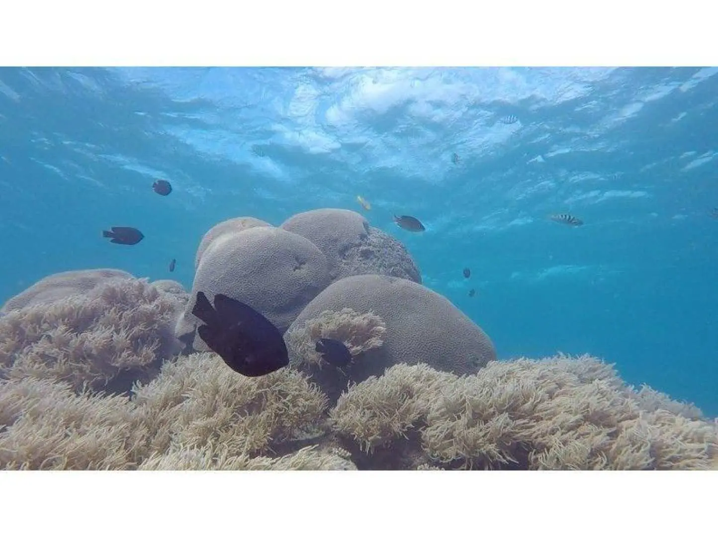 ⑤ Now, let's go for a trial dive! You'll see lots of beautiful fish gathered around the soft corals. You can also try feeding the fish and taking photos with an underwater camera. ⑥ After returning from the sea, you can take a refreshing shower. We'll transfer your underwater photos to your smartphone right there.