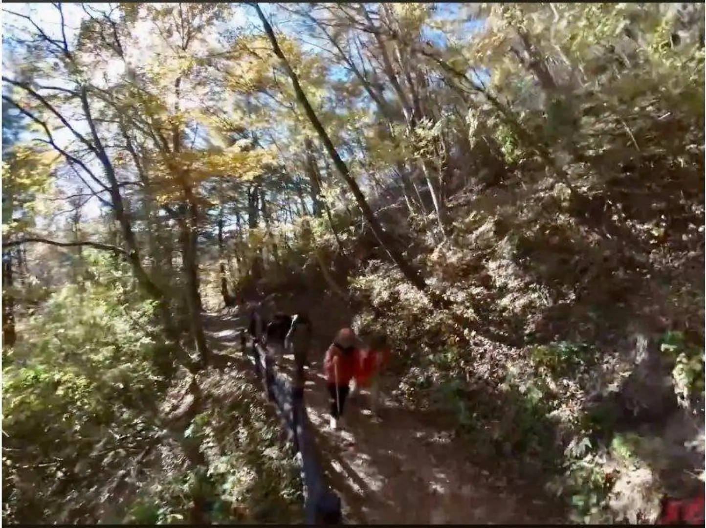 序盤は少々急な勾配。木漏れ日が差し込む整備された登山道を登ります