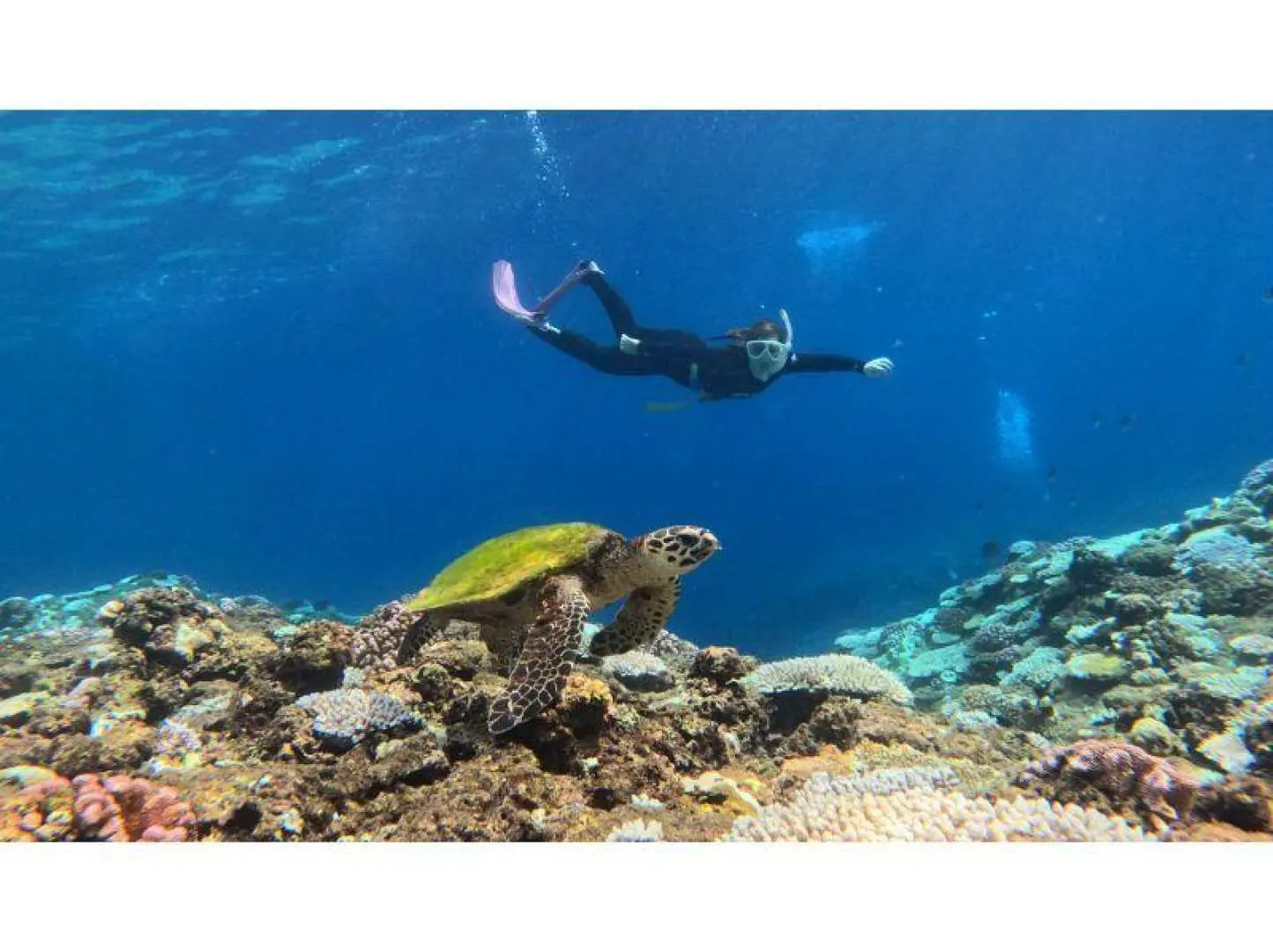 Sea Turtles and Me, 2026. If we encounter a sea turtle, first we'll observe it slowly.

Once everyone has had a chance to observe it for a while, we'll approach the sea turtle and take a commemorative photo together!
(Camera rental fee is separate.)