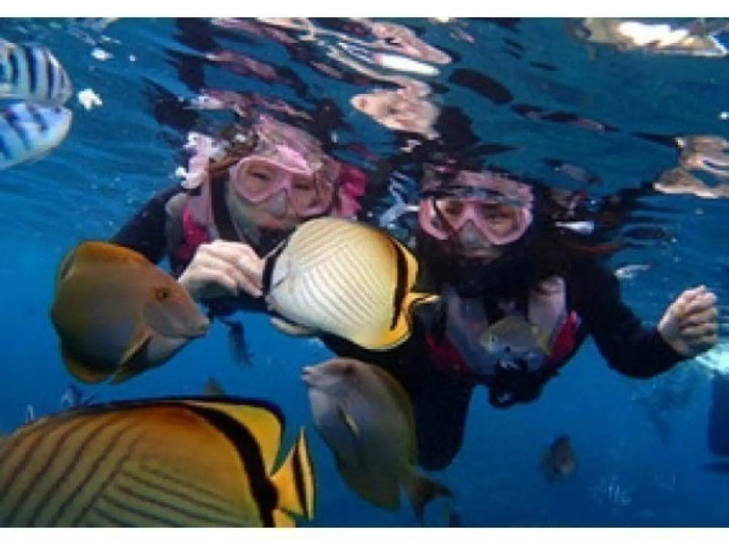 熱帯魚に餌付けを楽しみましょう。。カラフルな熱帯魚と一緒に写真撮影しましょう。顔の前まで熱帯魚が泳いできます。