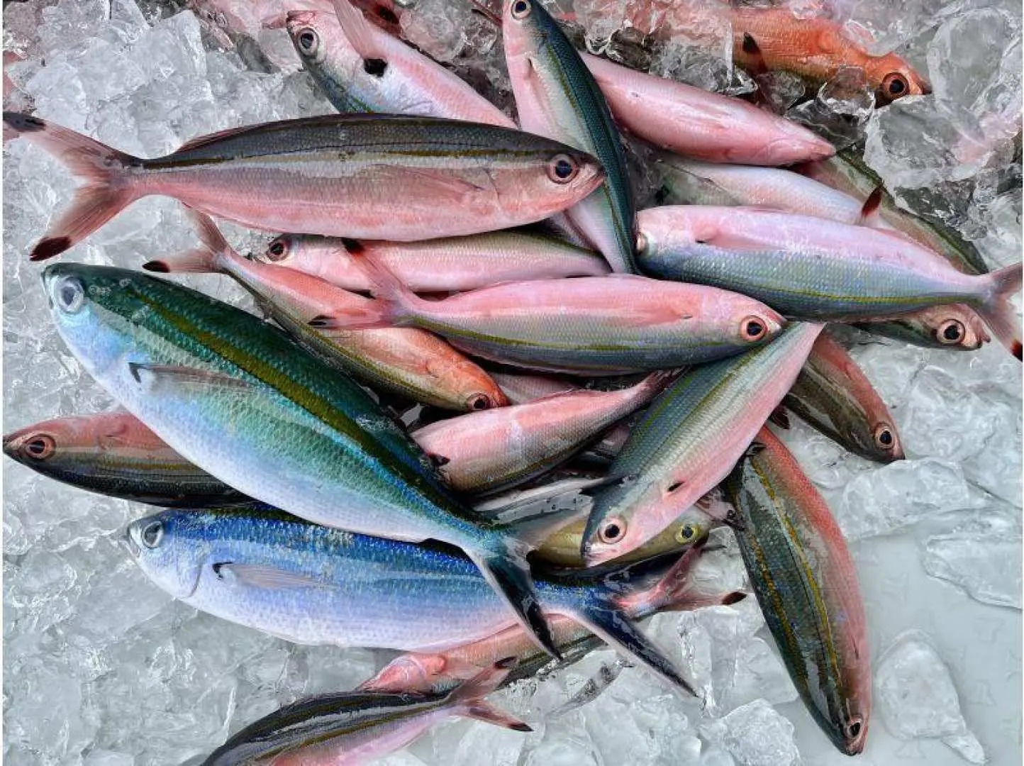 体験グルクン釣りへ！。体験釣りは、県魚でもあるグルクンをサビキ釣りで狙います。