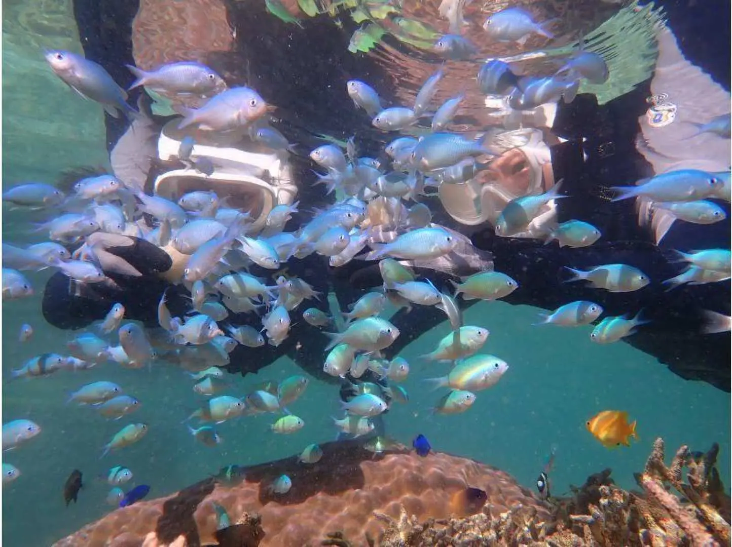 自然体験シュノーケリング体験中。生物の特徴をチェックしたり、手を近づけると反応する生物にドキッとしたり…
ただ見るだけじゃない、自分で見つけてどきどきワクワクできるのがポイントです♪