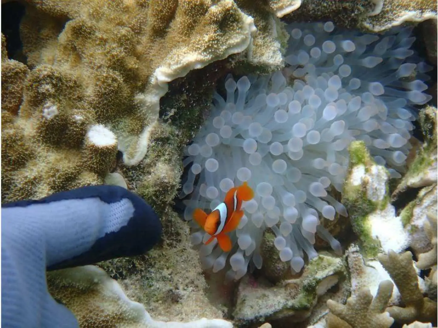 自然体験シュノーケリング体験中。だんだん泳ぎに慣れてきて、色んな生物を発見できるようになってきました♪
クマノミさんにご挨拶…