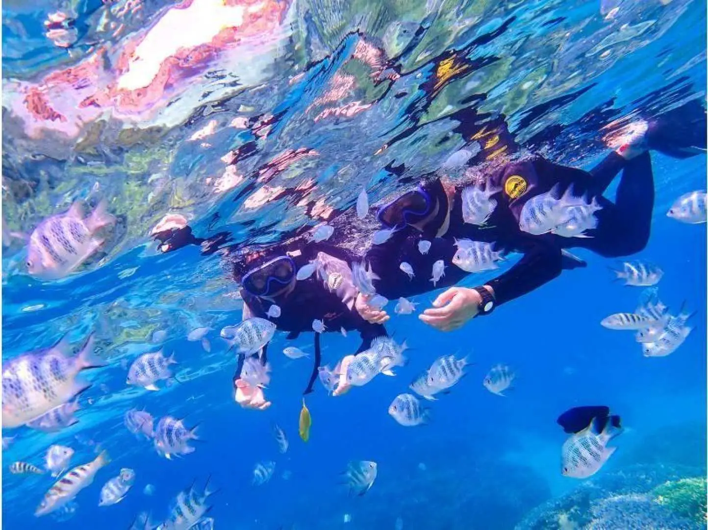 4.シュノーケリング。無人島に上陸したら、シュノーケルタイム！ 沖縄のきれいな海を、思う存分お楽しみください。熱帯魚と一緒に泳いだり、サンゴ礁を観察したり。 特別な思い出になること間違いなし。