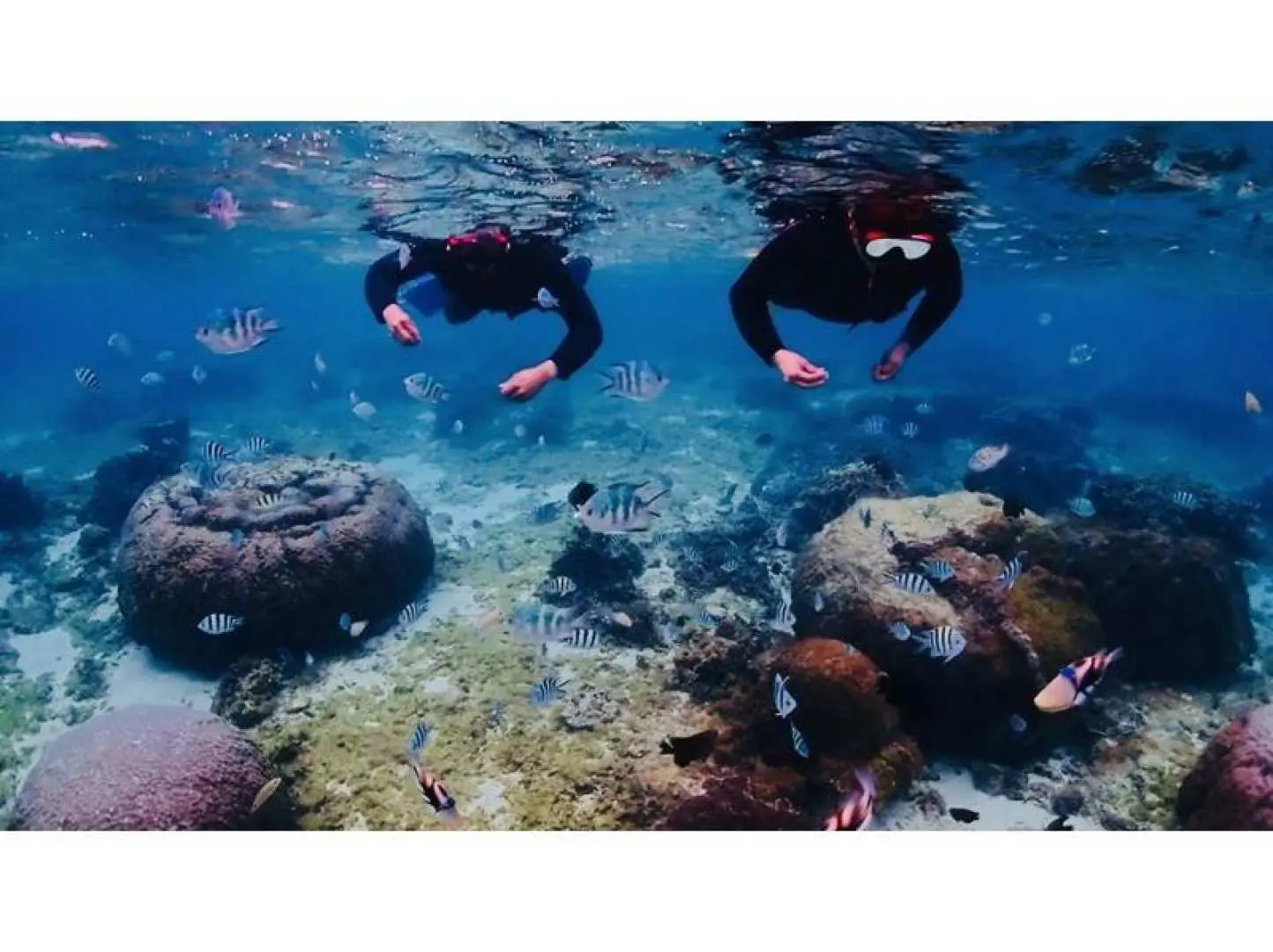 看完海龜之後，我們去餵魚吧！看完海龜之後，我們到珊瑚和熱帶魚多的地方游泳吧！ ( ´▽｀)