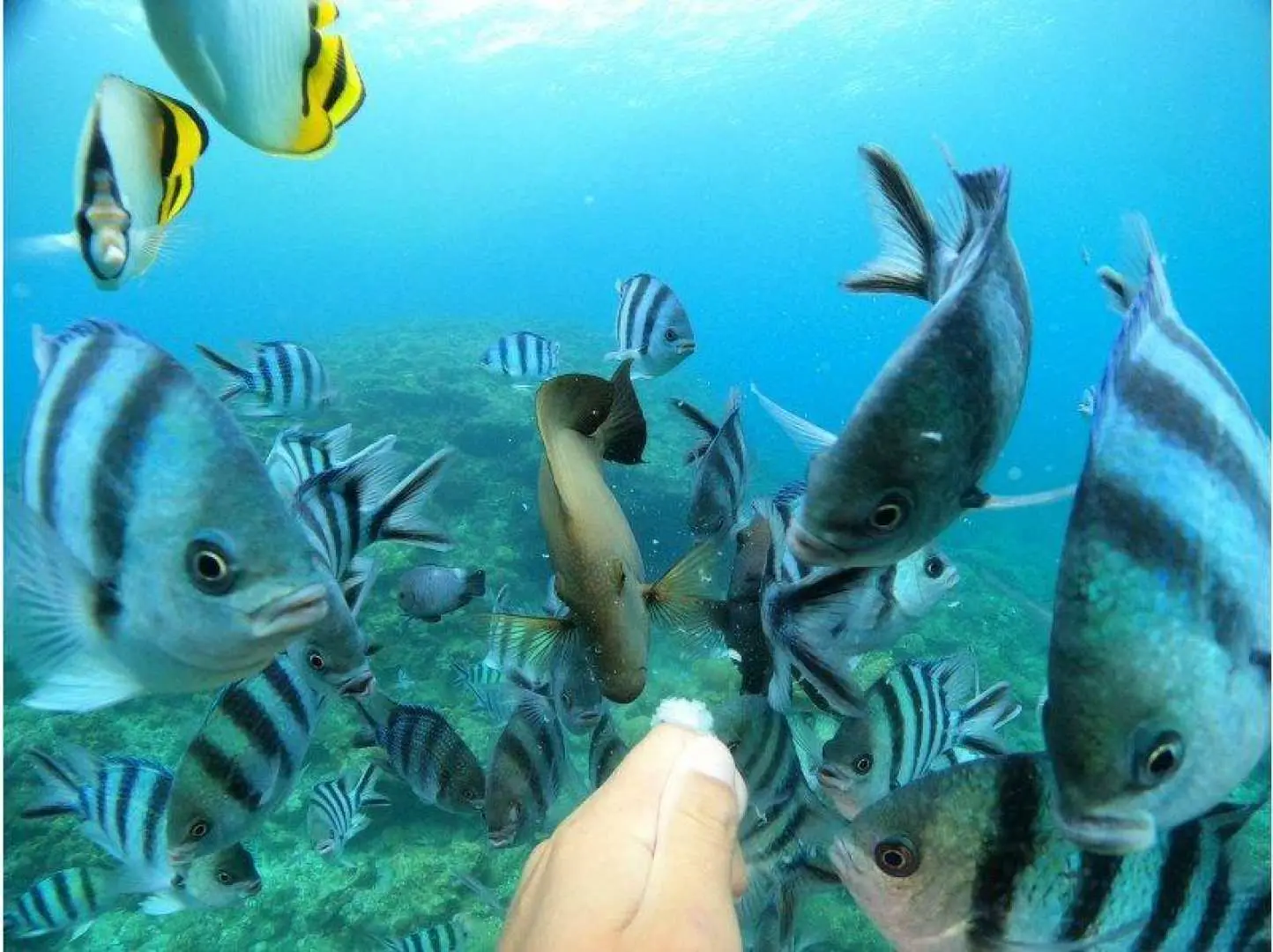 体験③。魚の餌付けもできます！餌を食べにやってくる熱帯魚たちは迫力満点！しっかり手から食べてくれます！