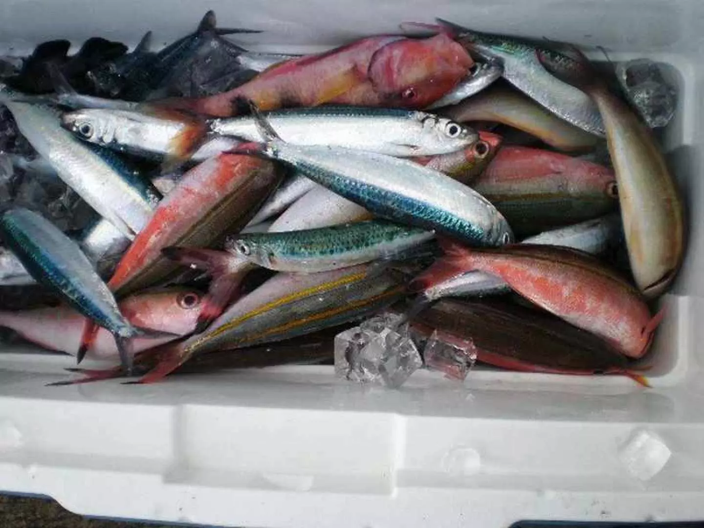 冰桶中滿載沖繩那霸半日海釣體驗的豐盛漁獲，各種新鮮魚類色彩斑斕，可加價享用餐廳代客料理的服務。