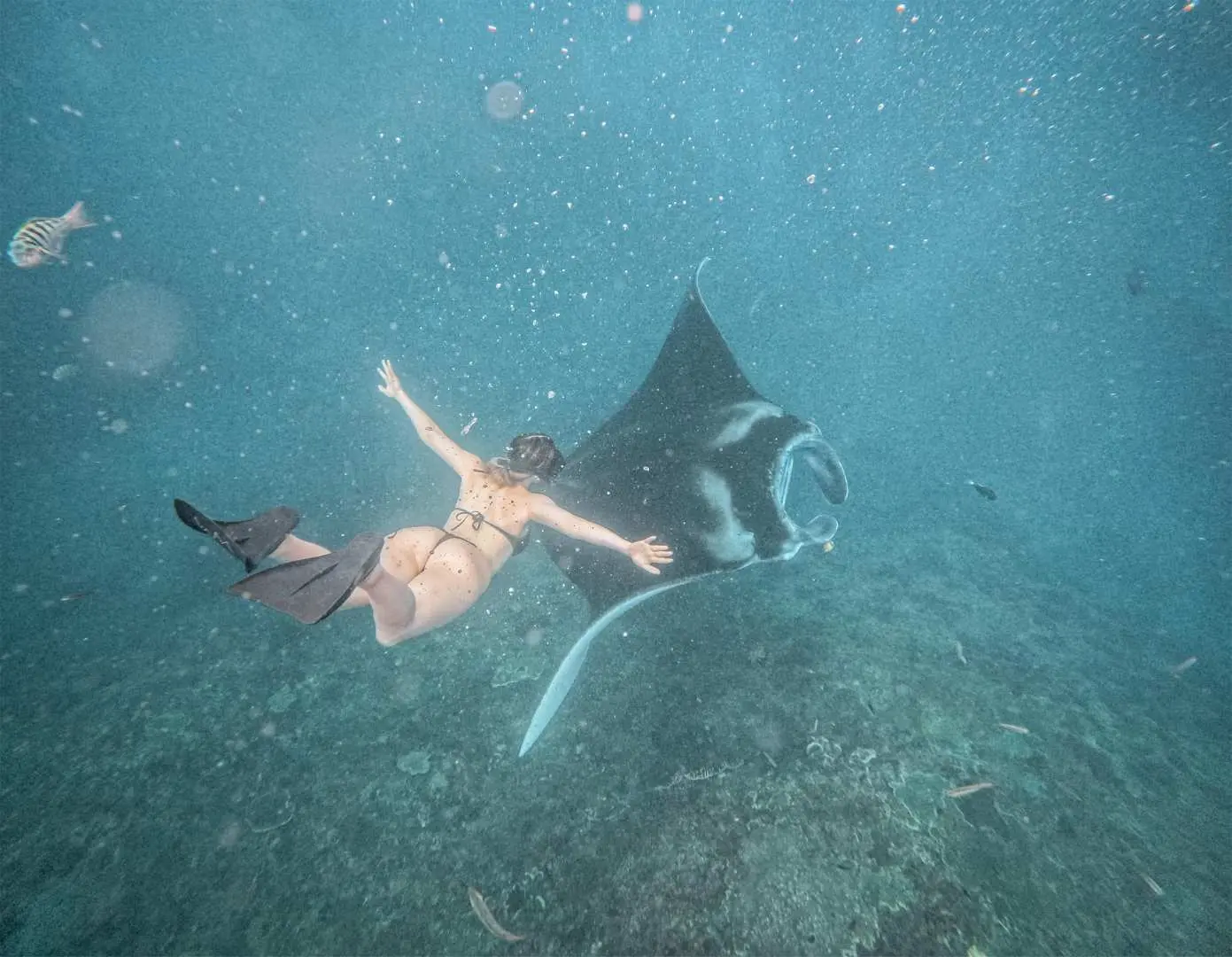 Snorkeling with Manta:
Experience an unforgettable snorkeling session with Manta rays, where you may swim alongside majestic manta rays in their natural habitat. 🌊🐋