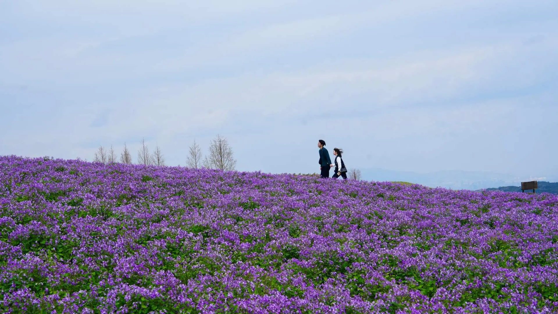 淡路岛花回廊盛开的紫色波斯菊花海，在阳光下摇曳生姿，为小众秘境之旅增添梦幻色彩。