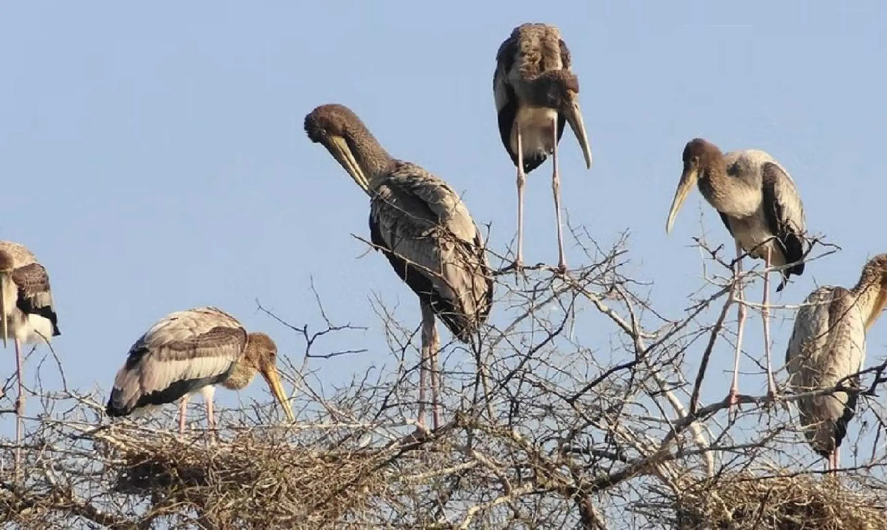 Start this day tour from Jaipur early in the morning to make the most of your visit to Keoladeo National Park.