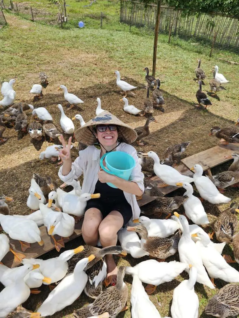 After enjoying your handmade drinks, continue to Duck Stop Hoi An, where you’ll become a “Duck Leader.” Walk with hundreds of ducks, feed them, and take funny photos and videos. Enjoy the signature duck foot-fullbody massage and experience local countryside farming life.