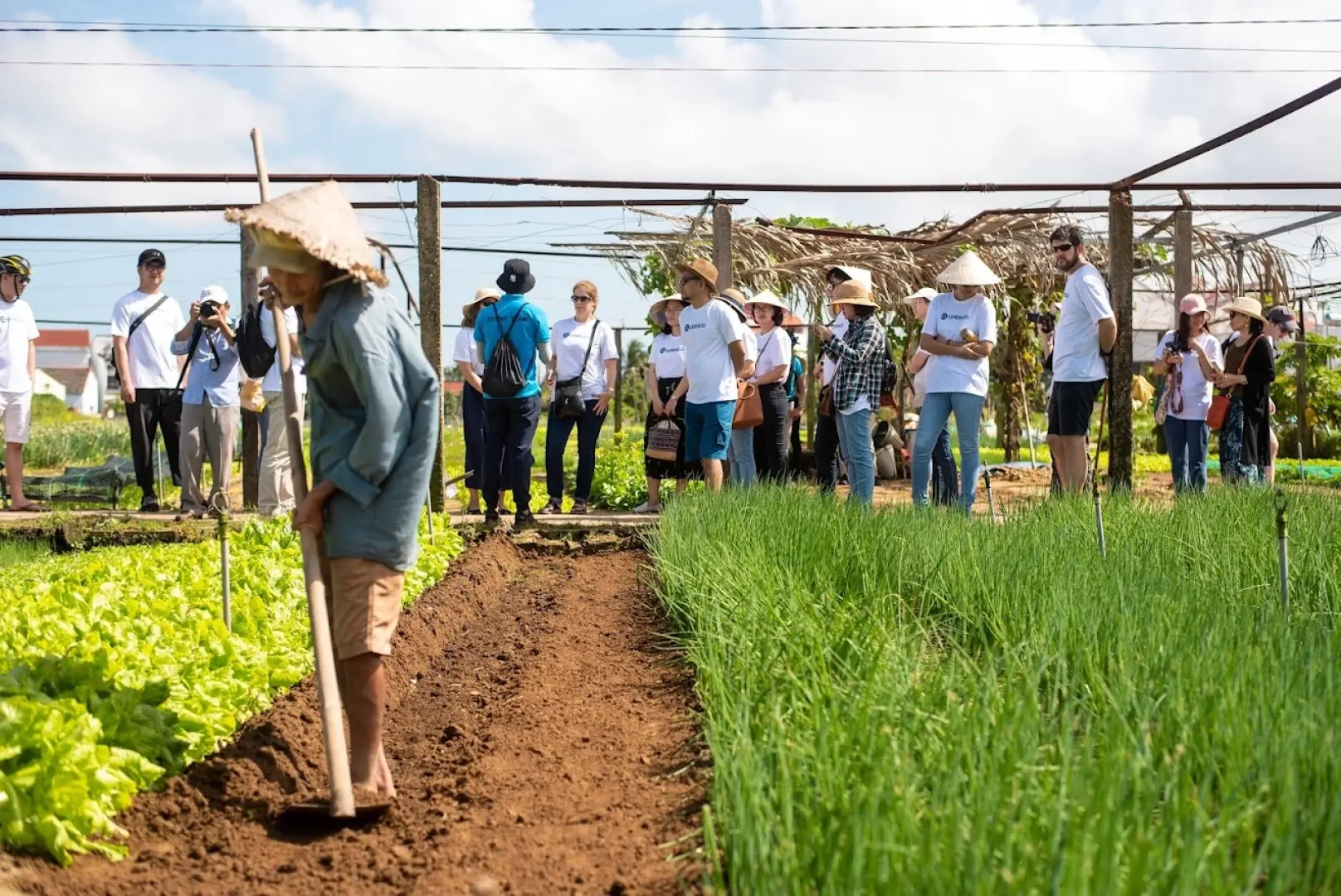 A local farmer diligently works in an organic vegetable patch at Thanh Dong Organic Farm in Hoi An, while tourists observe in the background, learning about organic farming.