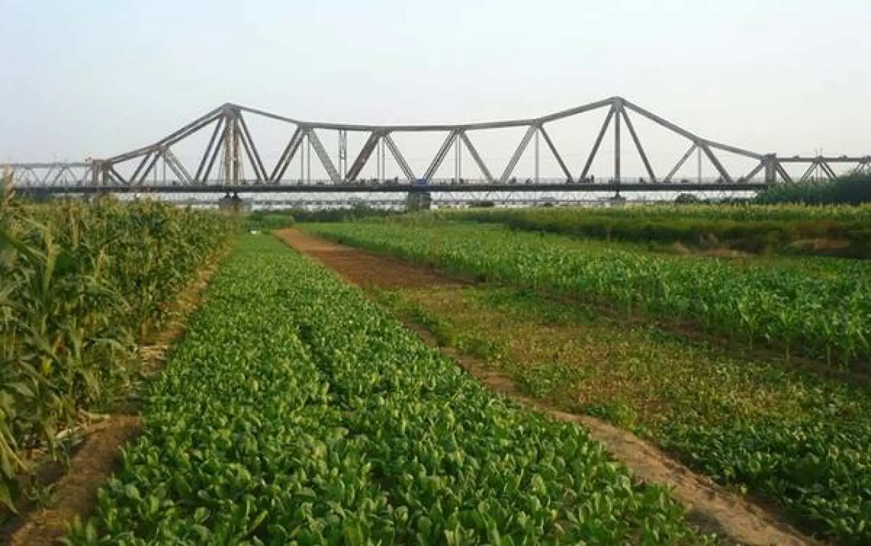 越南河內的歷史地標龍邊橋，鋼鐵桁架結構橫跨紅河，下方是生機勃勃的農田，展現了城市與自然和諧共存的景象。