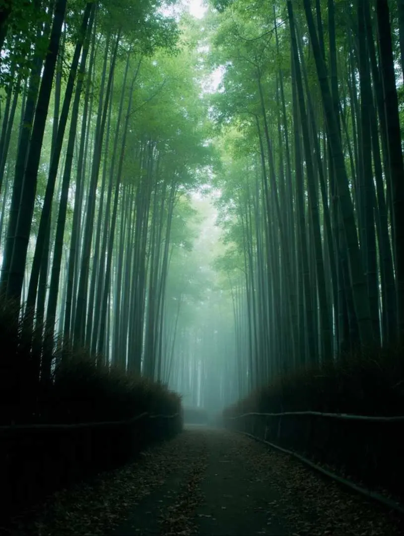 嵐山竹林