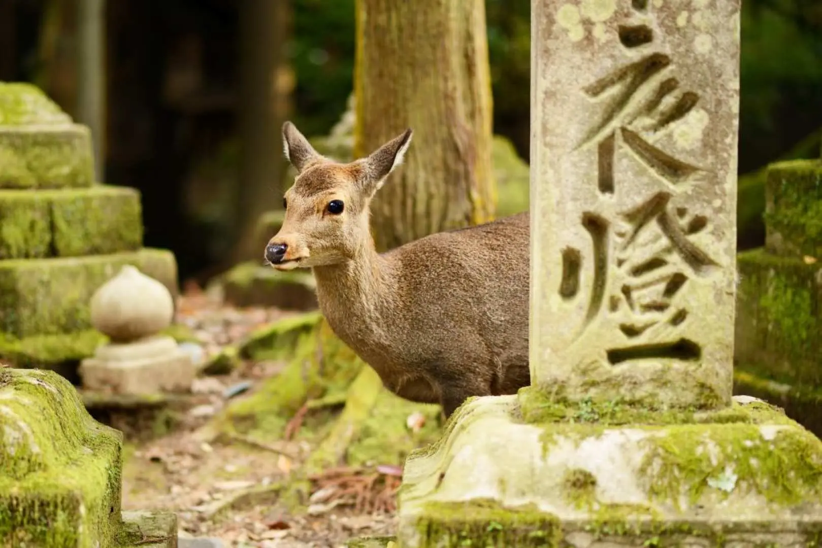 【賞櫻名所】世界文化遺產~奈良公園