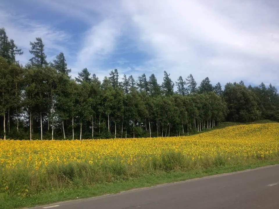 一整片的可愛向日葵花田