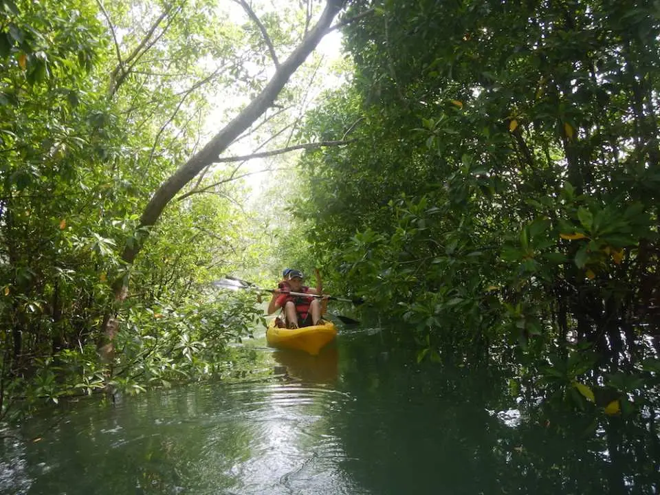 Hoà mình trong thế giới xanh tươi mát tại rừng ngập mặn, chiêm ngưỡng hệ sinh thái động thực vật phong phú