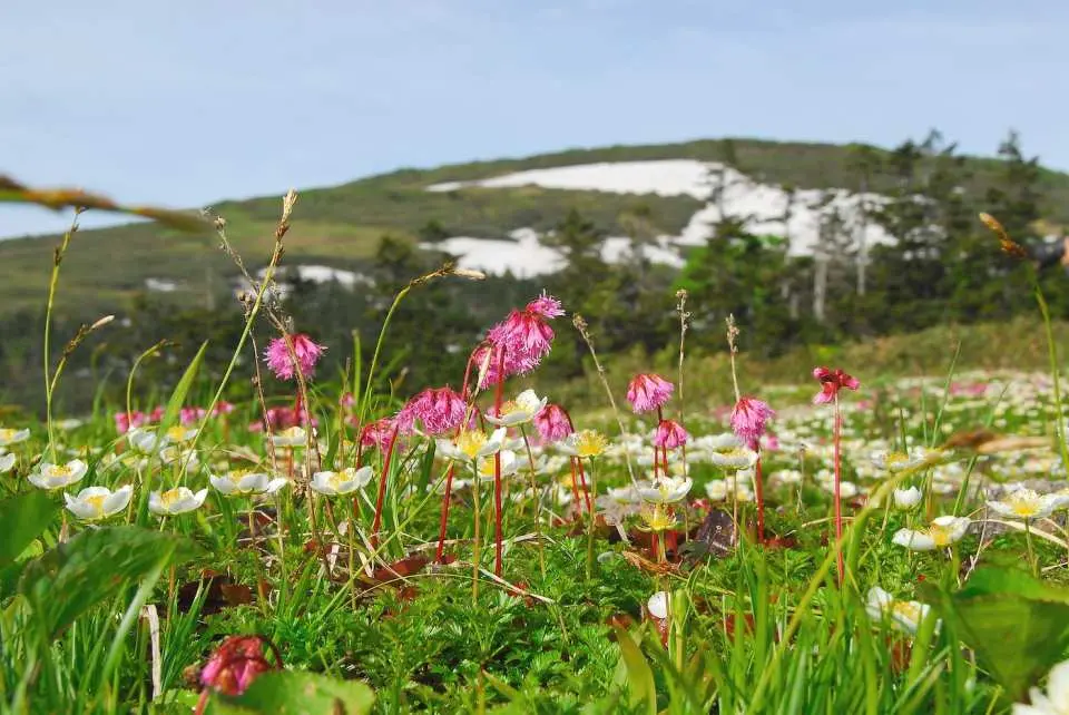 Lovely alpine plants bloom in summer.