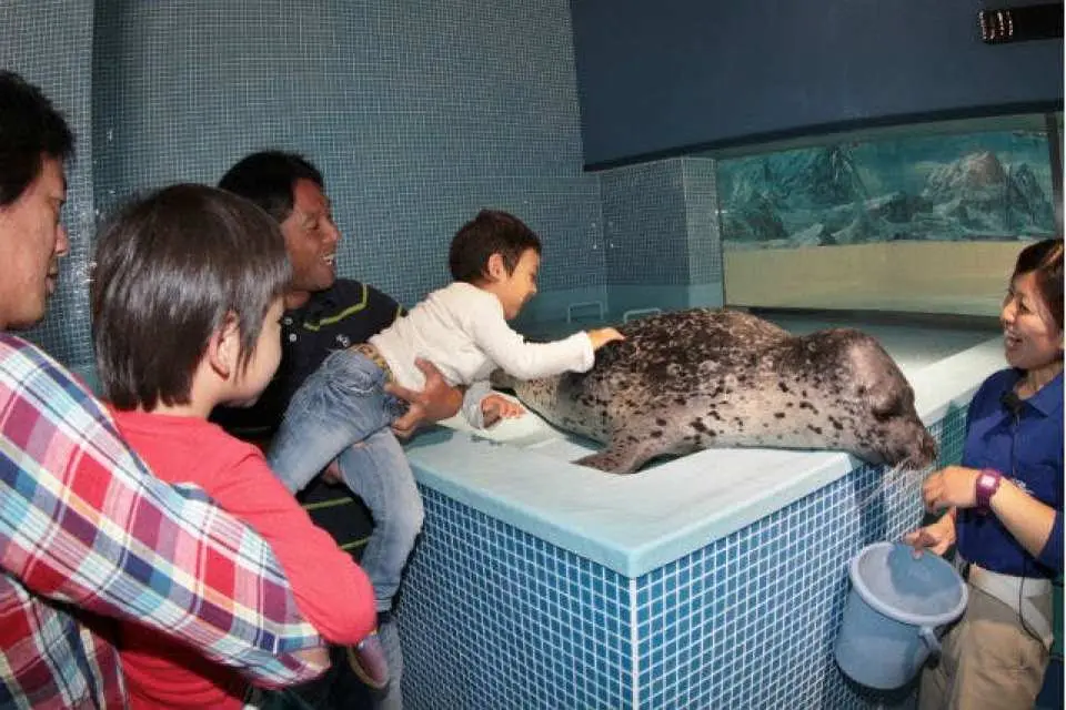 静岡県下田海中水族館の親子体験エリアで、子供たちがスタッフの指導のもと、アザラシを間近で触ったり餌を与えたりして、教育的で楽しい体験を満喫しています。