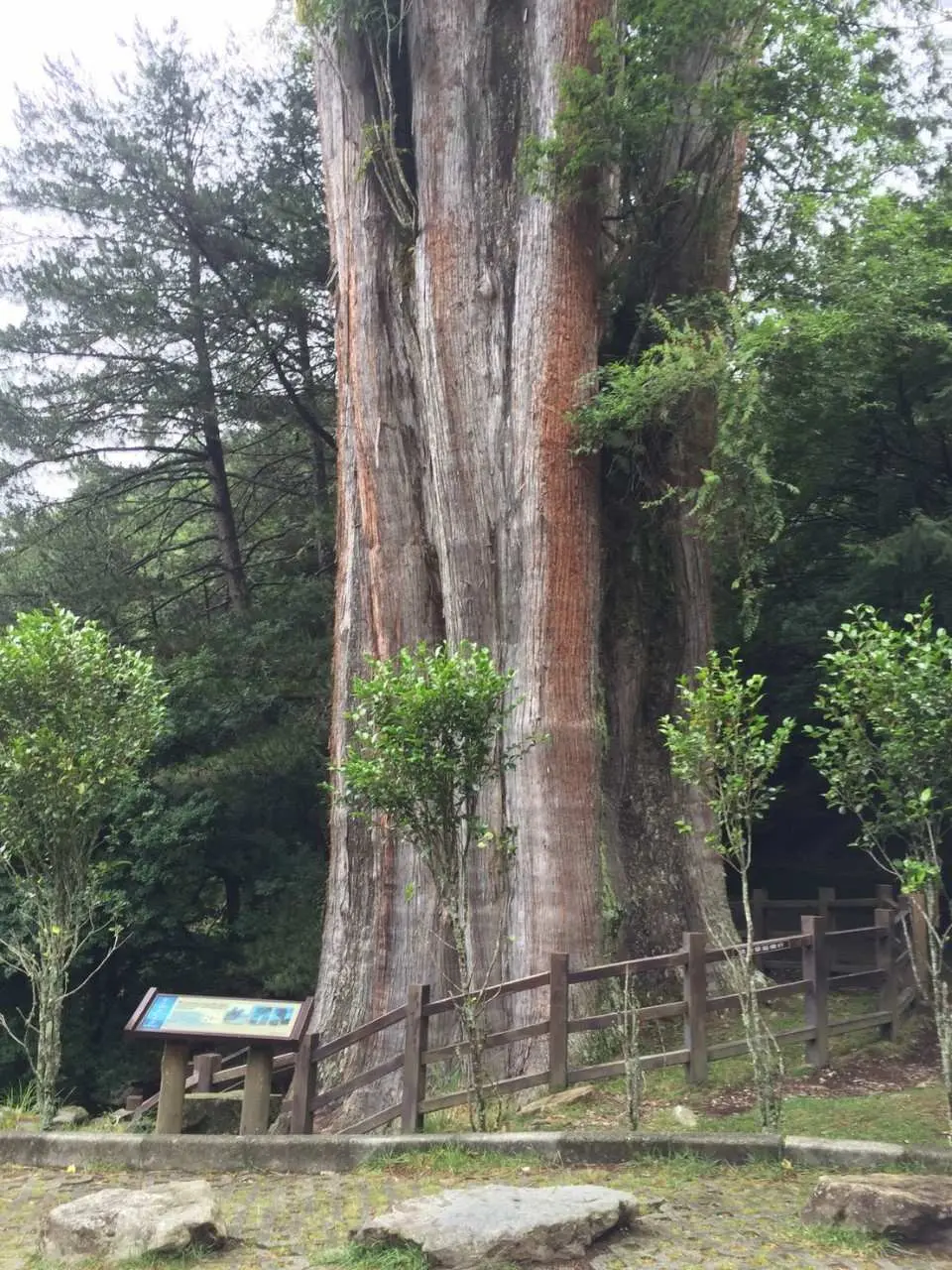 停靠雪山神木停車場，探索大雪山神木群