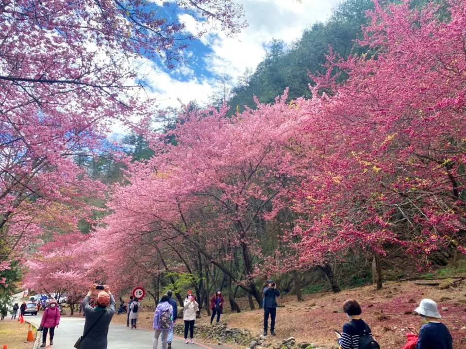 Wuling Farm: 11:00 am–3:00 pm, The tour leader will guide the cherry blossom viewing route, or you can explore freely without restrictions