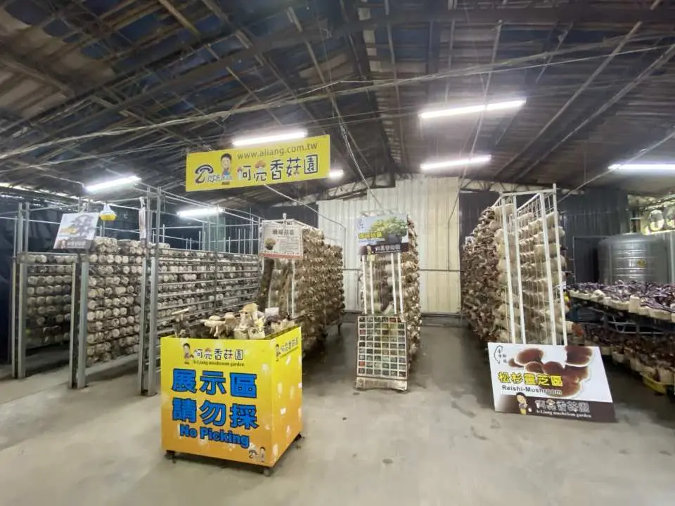 阿亮香菇園室內菇類栽培架，擺滿新鮮香菇與採摘體驗區，提供台中獨特的食農教育與觀光農場體驗。