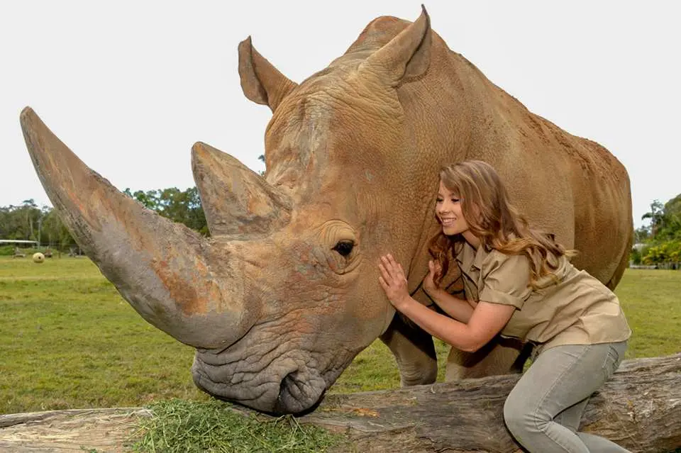 Bindi Irwin gently petting a large rhinoceros at Australia Zoo, showcasing opportunities for visitors to observe big animals up close in the African Open Range exhibit.